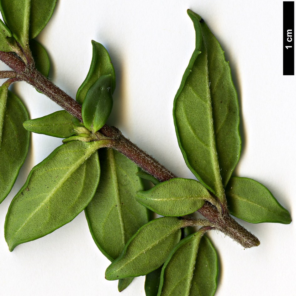 High resolution image: Family: Lamiaceae - Genus: Prostanthera - Taxon: lasianthos - SpeciesSub: 'Badja Peak'